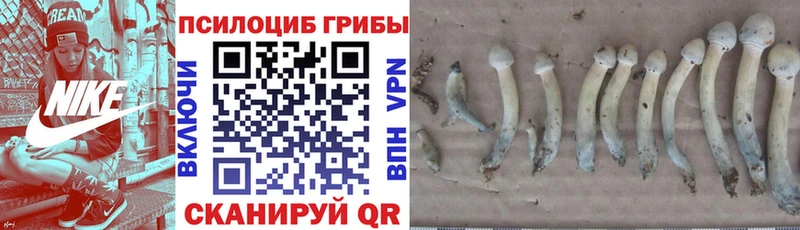 Галлюциногенные грибы GOLDEN TEACHER  Тайга 